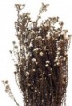 /album/travy/cotton-phylica-jpg/